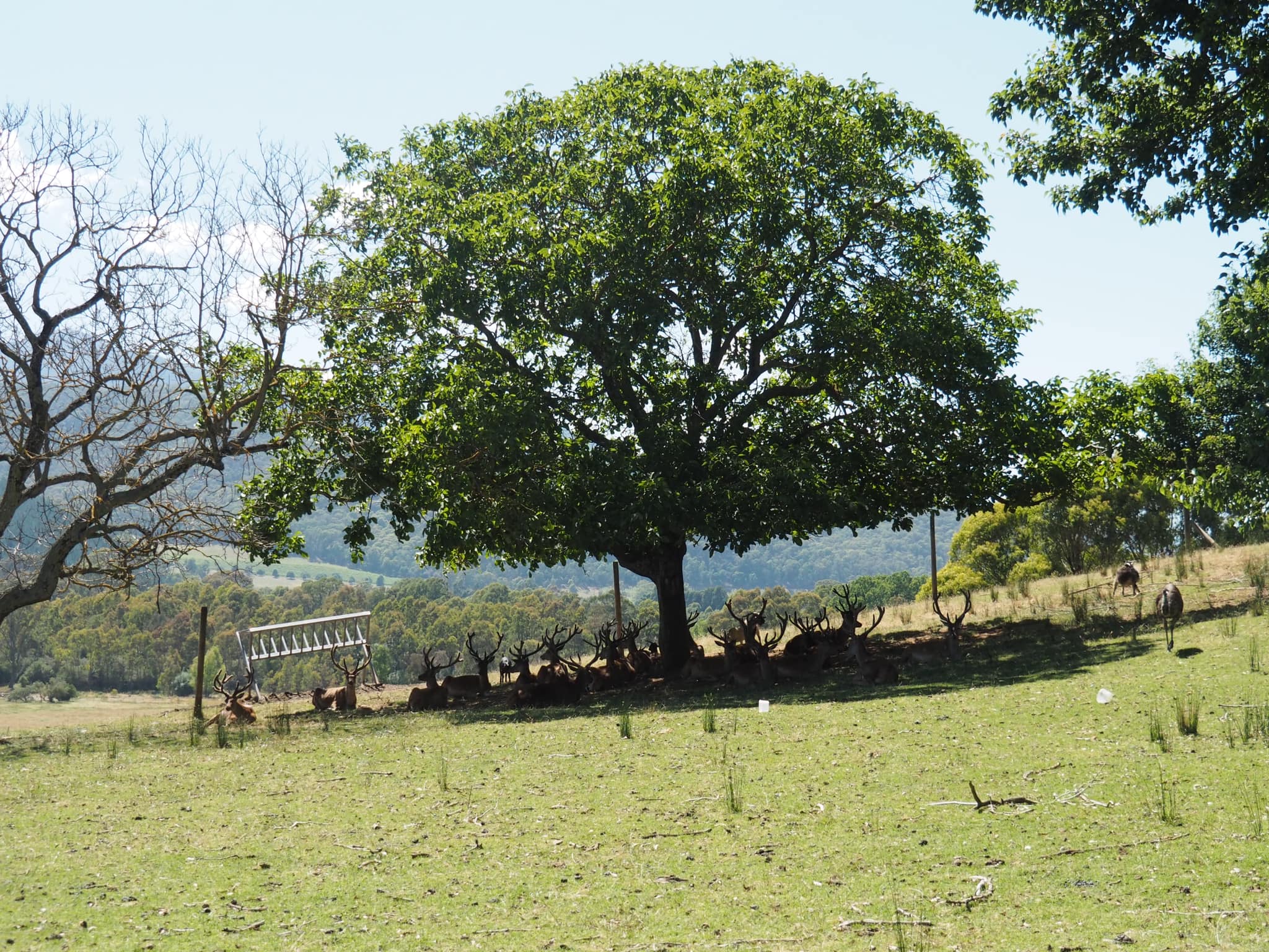 Red stag and emu farm | Game | Deer near bright